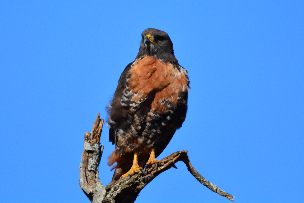 Buteo rufofuscus